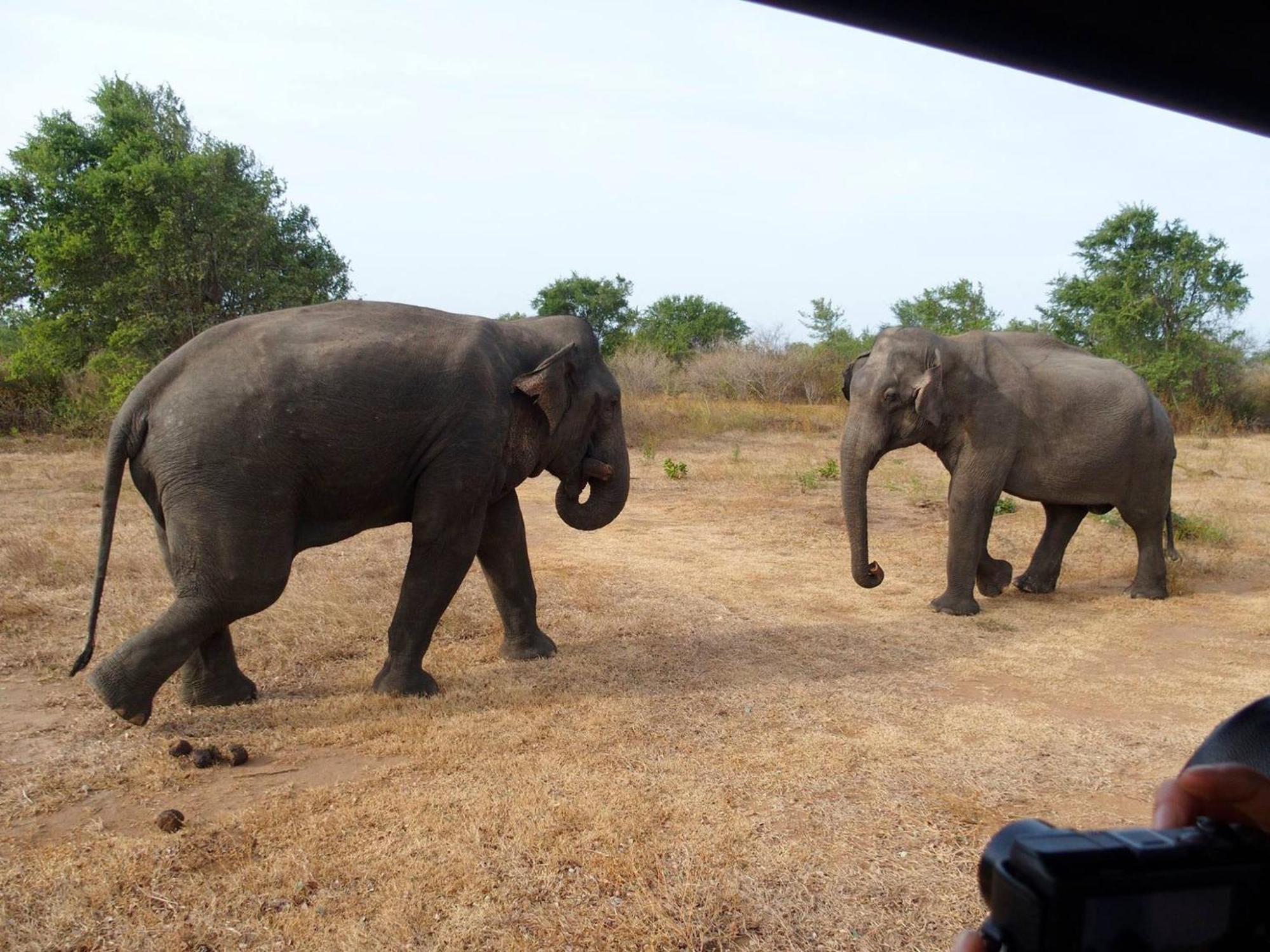 Paramount Safari Cottage Udawalawe Buitenkant foto